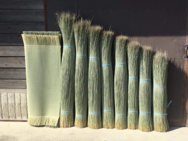 い草の長さ写真